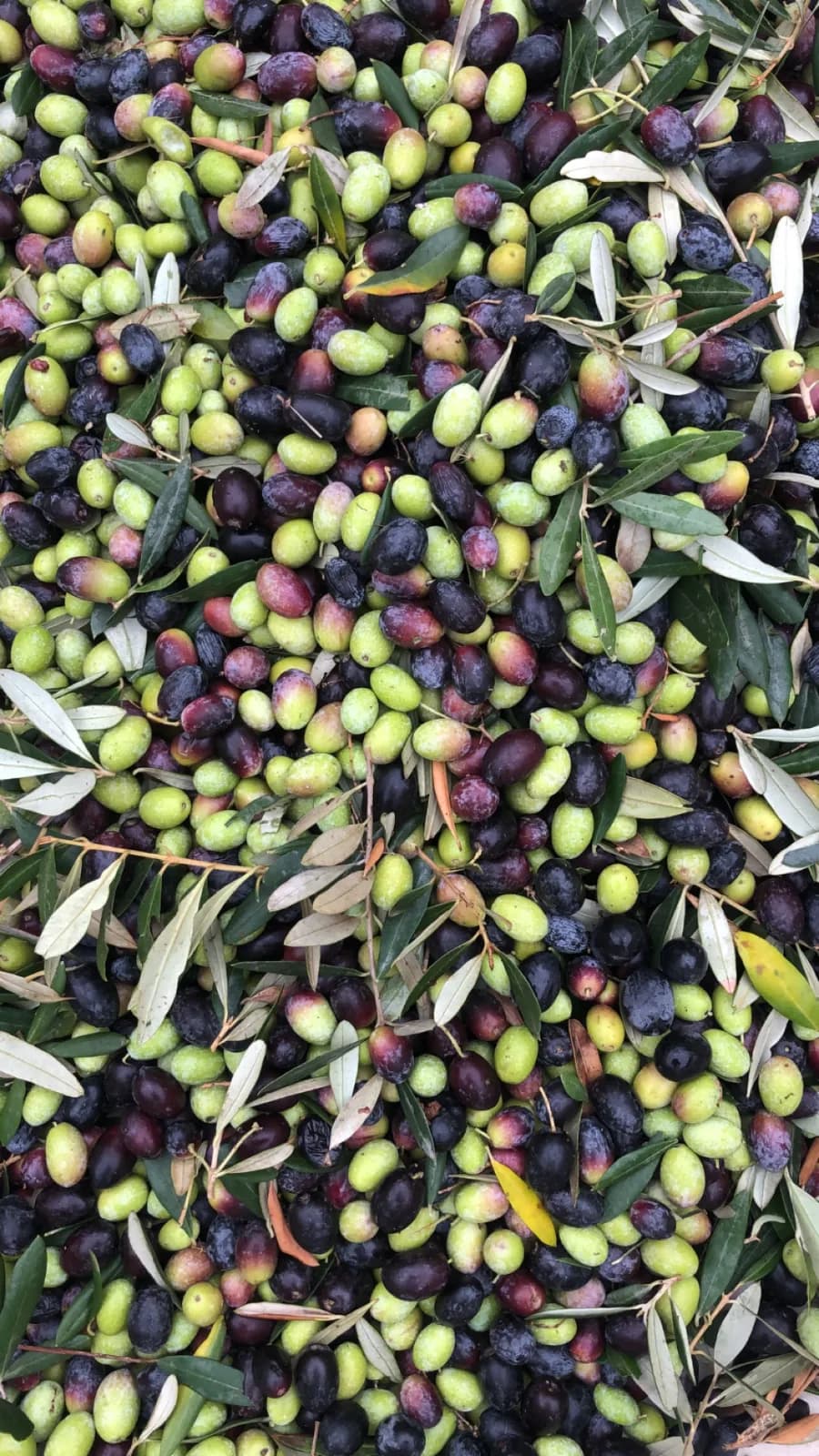 Freshly harvested olives from Orange Blossom Family Farms