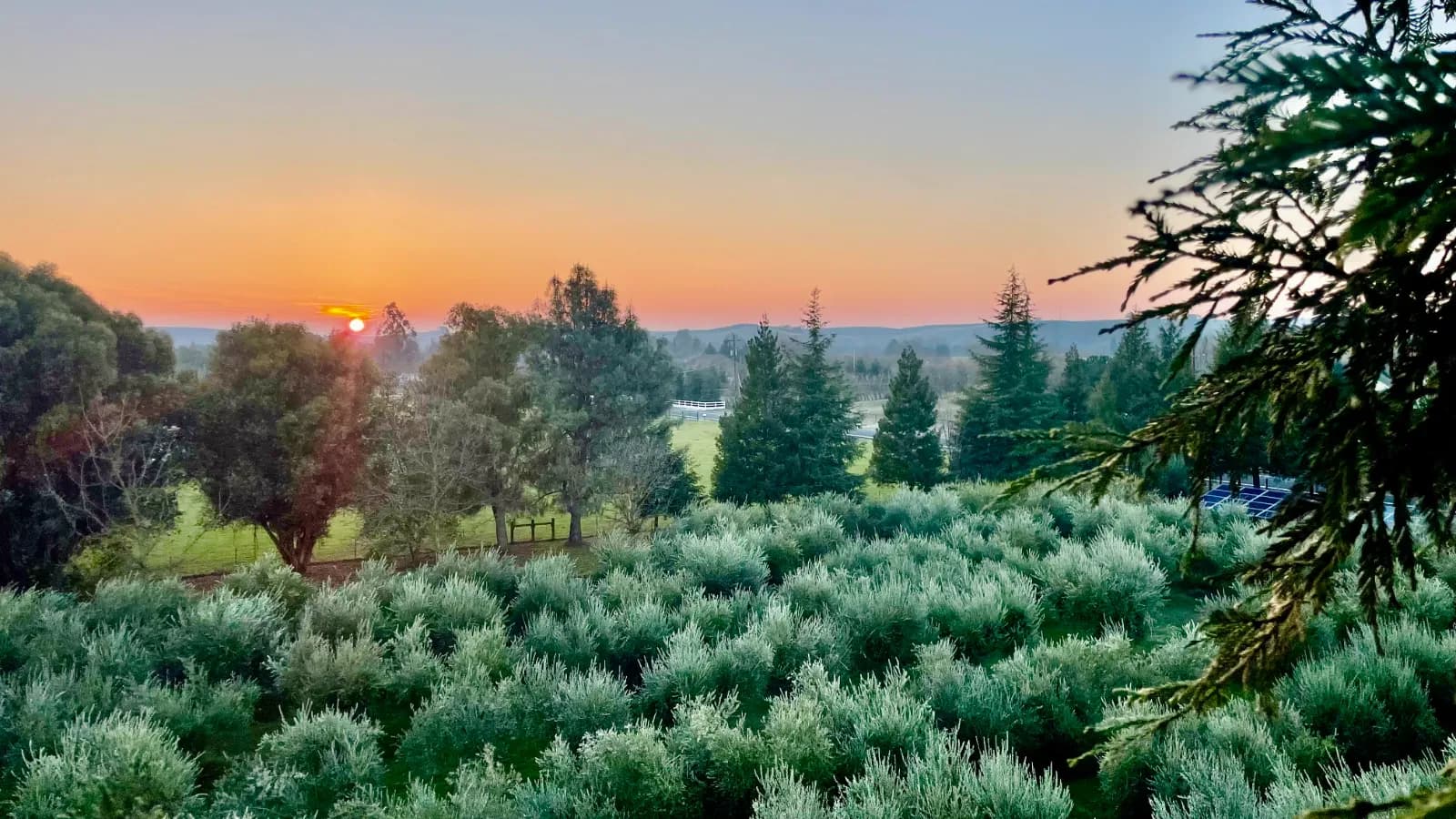Orange Blossom Family Farms orchard at sunset, Knights Ferry California